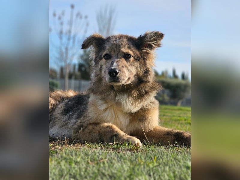 SOJA ❤️ Border Collie Berger des Pyrénées, Pflegefamilie Bochum