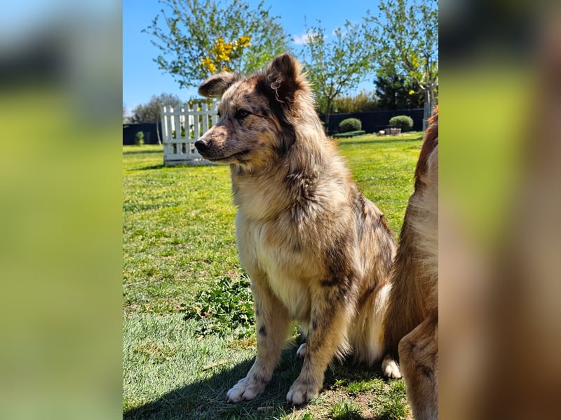 SOJA ❤️ Border Collie Berger des Pyrénées, Pflegefamilie Bochum