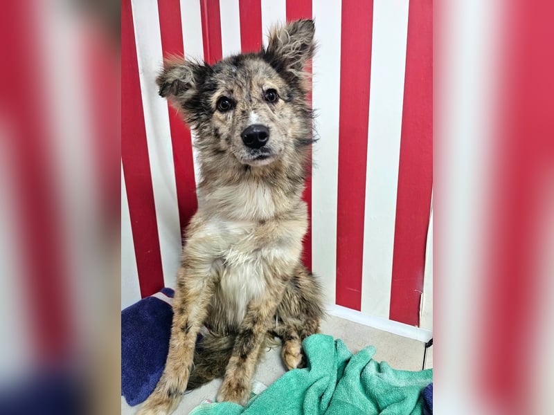 SOJA ❤️ Border Collie Berger des Pyrénées, Pflegefamilie Bochum