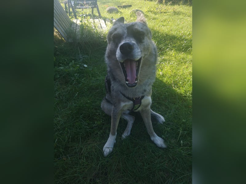 Husky-Bordercollie Yuki sucht hundeerfahrenes Zuhause