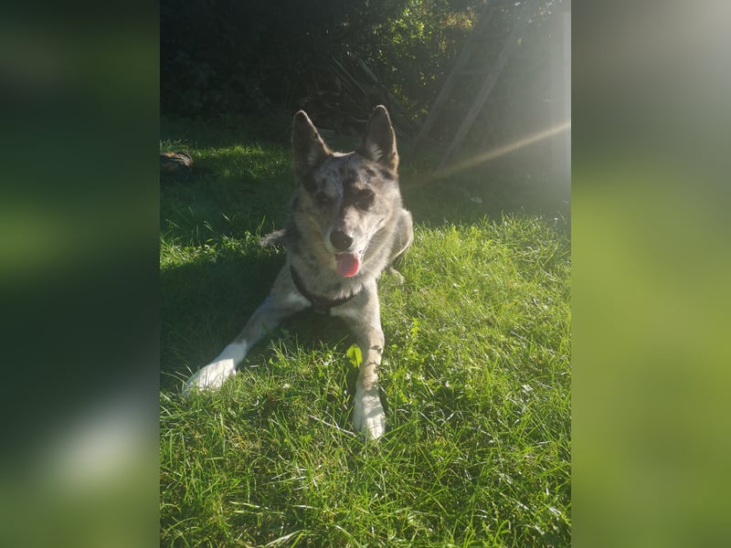 Husky-Bordercollie Yuki sucht hundeerfahrenes Zuhause