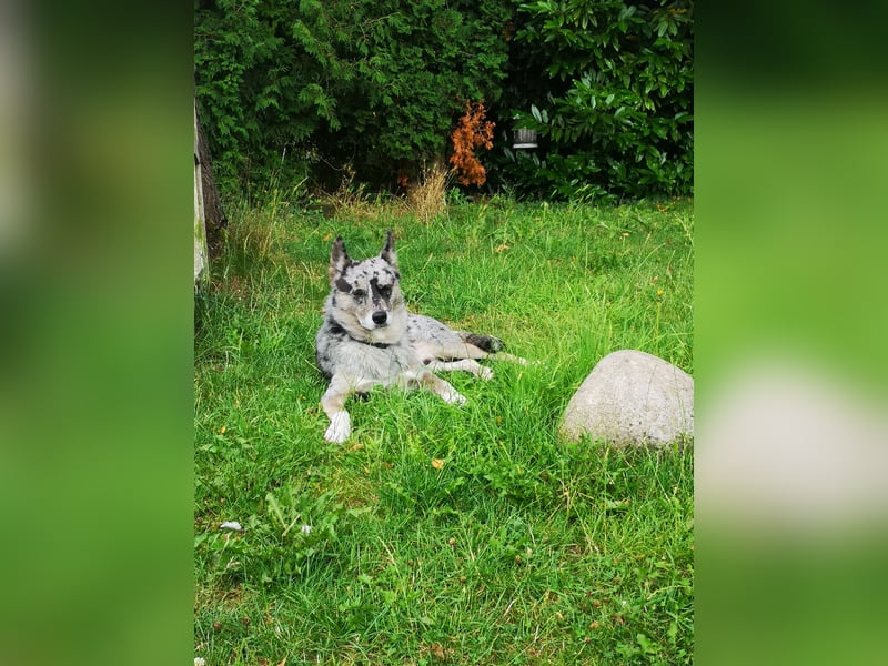 Husky-Bordercollie Yuki sucht hundeerfahrenes Zuhause