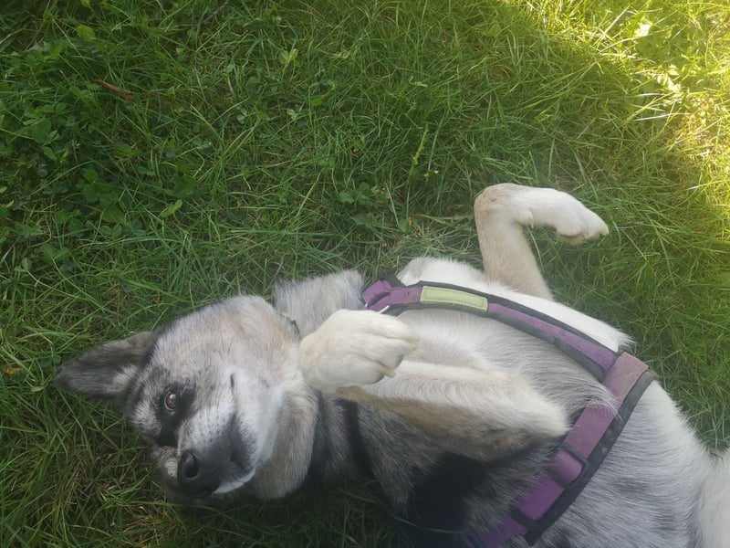 Husky-Bordercollie Yuki sucht hundeerfahrenes Zuhause