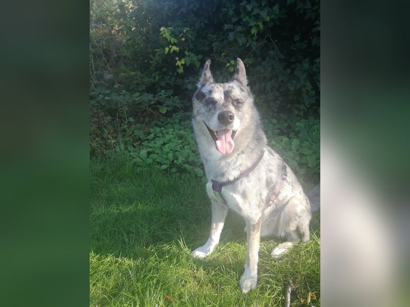 Husky-Bordercollie Yuki sucht hundeerfahrenes Zuhause