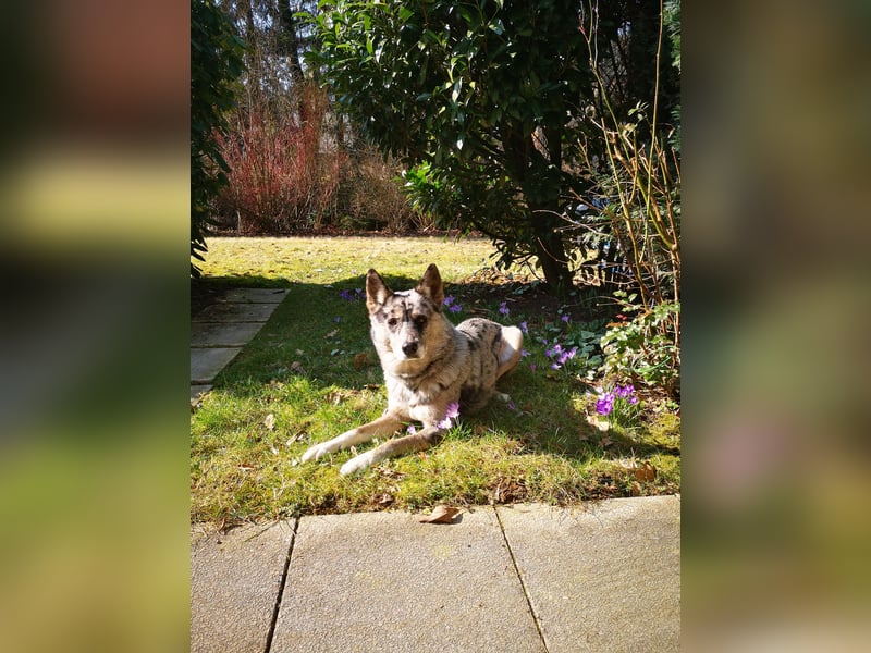 Husky-Bordercollie Yuki sucht hundeerfahrenes Zuhause