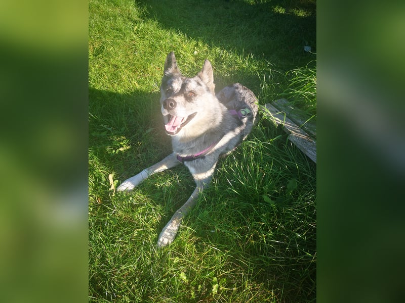 Husky-Bordercollie Yuki sucht hundeerfahrenes Zuhause