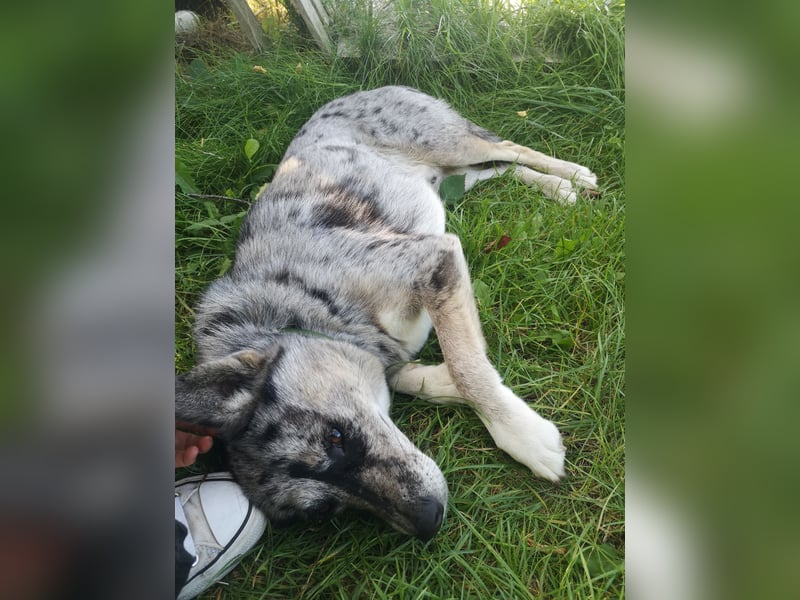 Husky-Bordercollie Yuki sucht hundeerfahrenes Zuhause