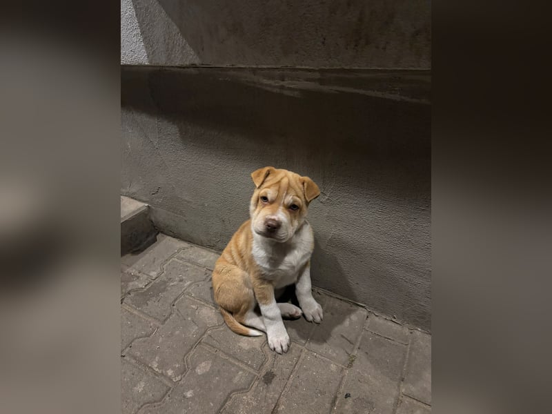 Kleines Hundemädchen