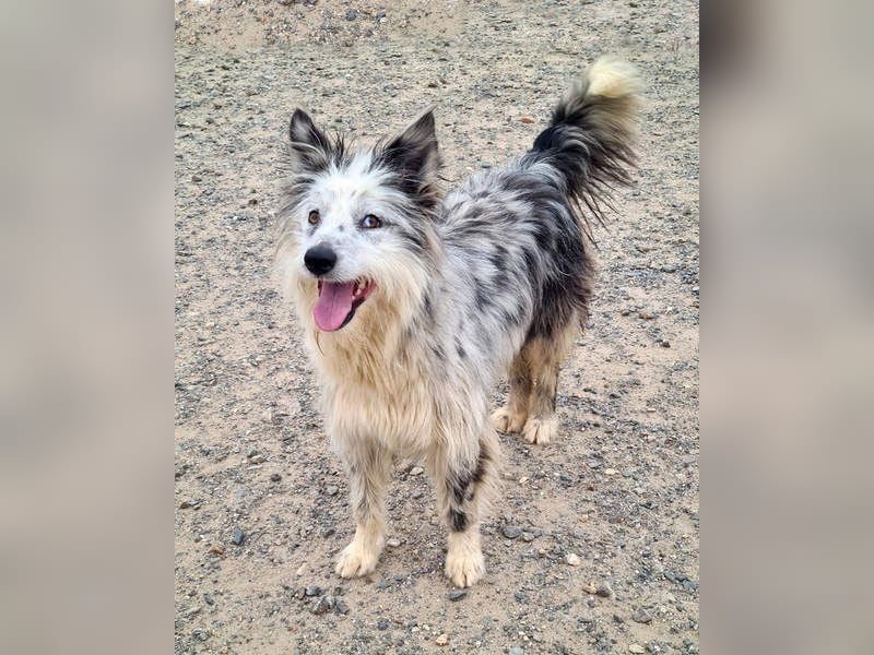 CORINA-freundlich, menschenbezogen, gelehrig, lernfreudig sucht liebevolles Für-immer-Zuhause