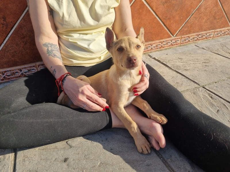 FRISóN - charmant, lebensfroh und neugierig