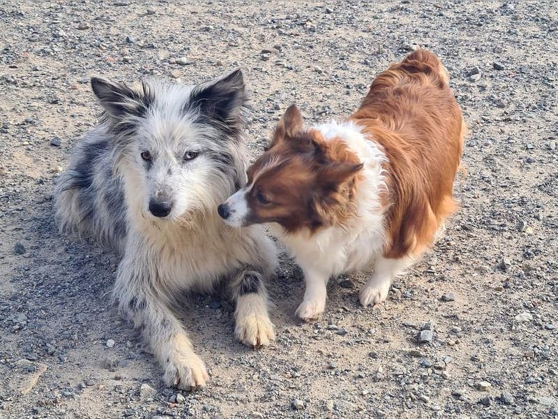 CORINA-freundlich, menschenbezogen, gelehrig, lernfreudig sucht liebevolles Für-immer-Zuhause