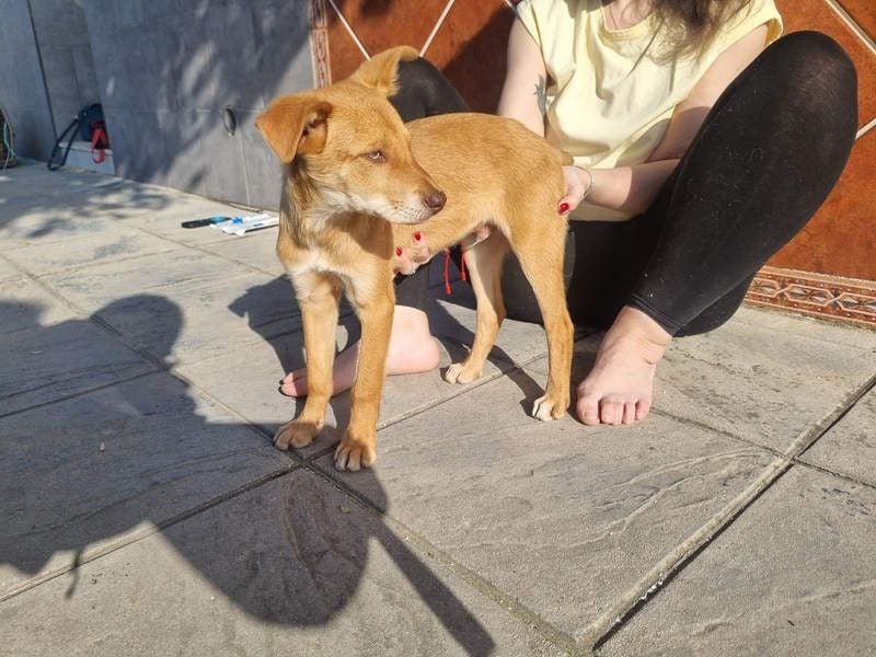 MORGAN – fröhlicher Wirbelwind mit großem Herzen