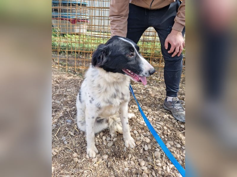 LOLY-fristet im traurigen Tierheimalltag und wünscht sich sehnlichst ein liebevolles Zuhause