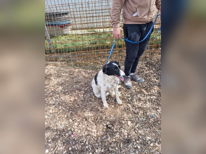 LOLY-fristet im traurigen Tierheimalltag und wünscht sich sehnlichst ein liebevolles Zuhause
