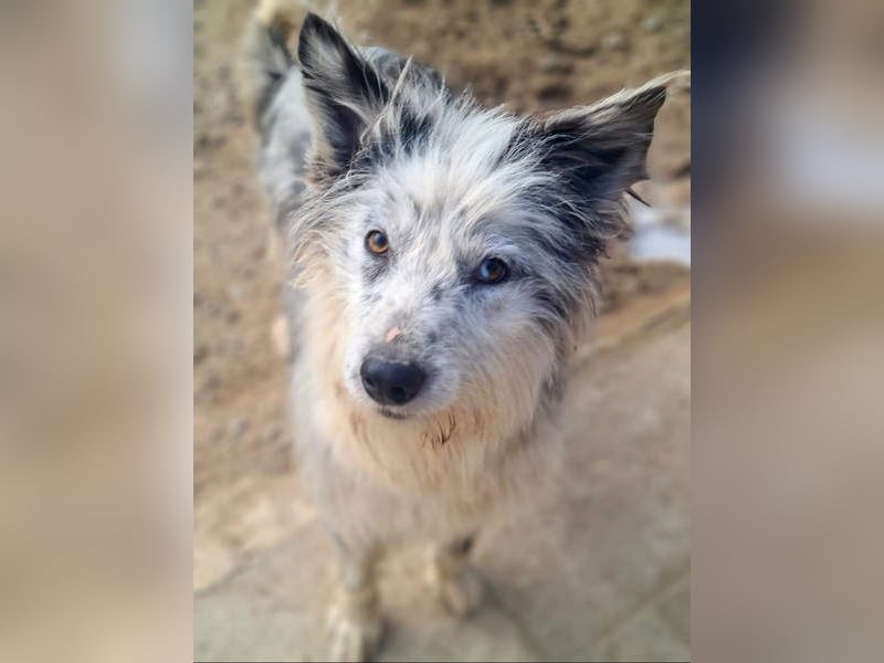 CORINA-freundlich, menschenbezogen, gelehrig, lernfreudig sucht liebevolles Für-immer-Zuhause