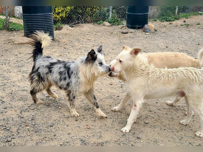 CORINA-freundlich, menschenbezogen, gelehrig, lernfreudig sucht liebevolles Für-immer-Zuhause
