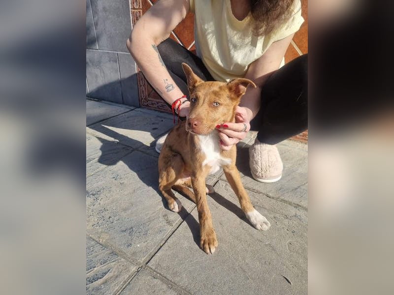 LIPPIZANNO - Kuschelfreund