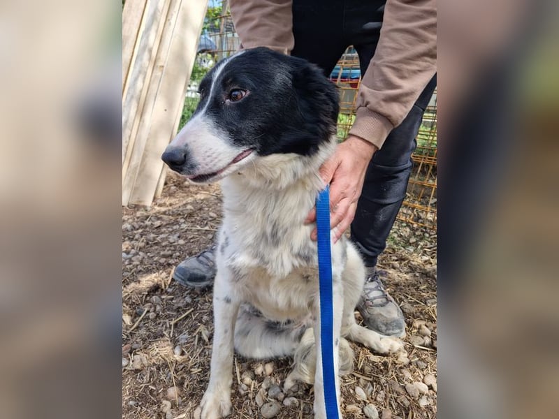 LOLY-fristet im traurigen Tierheimalltag und wünscht sich sehnlichst ein liebevolles Zuhause