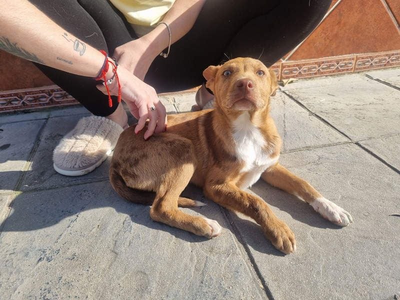 LIPPIZANNO - Kuschelfreund