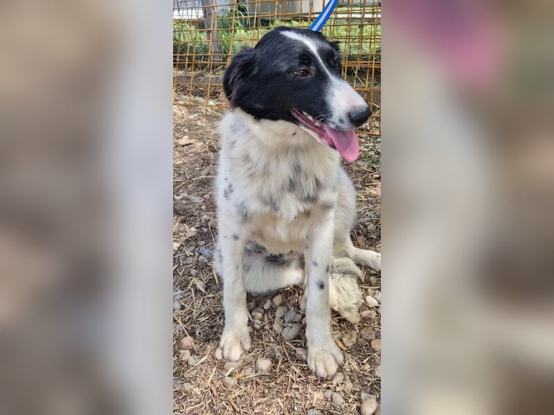 LOLY-fristet im traurigen Tierheimalltag und wünscht sich sehnlichst ein liebevolles Zuhause