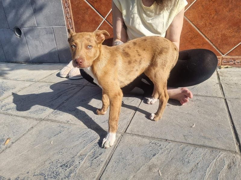 LIPPIZANNO - Kuschelfreund