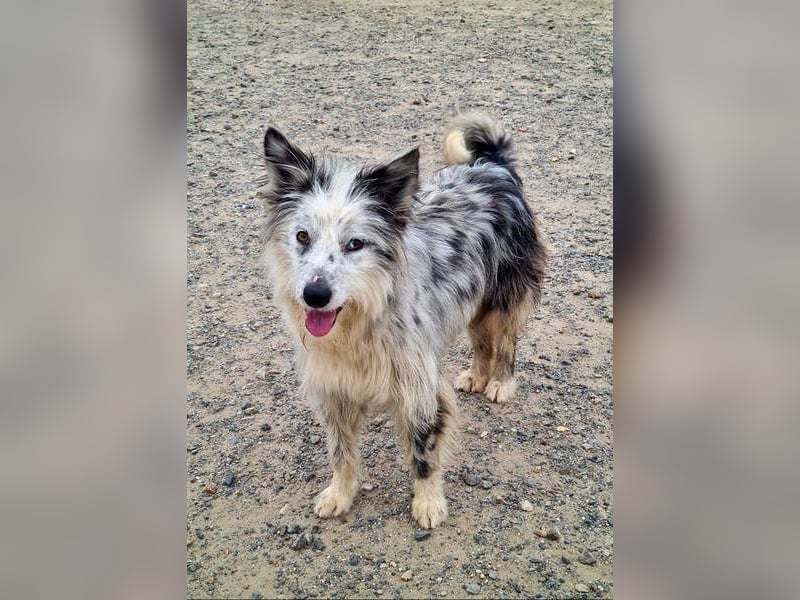 CORINA-freundlich, menschenbezogen, gelehrig, lernfreudig sucht liebevolles Für-immer-Zuhause