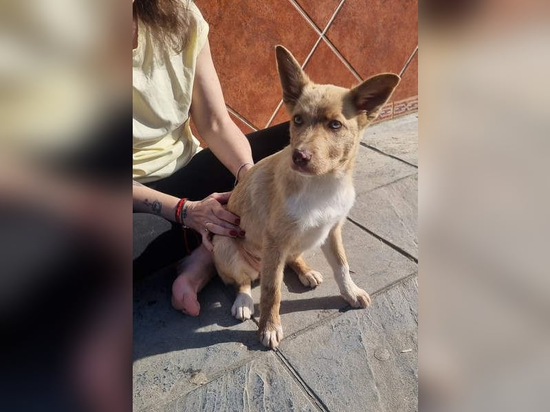 FALABELLA - typischer Jagdhund