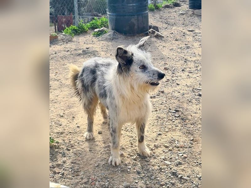 CORINA-freundlich, menschenbezogen, gelehrig, lernfreudig sucht liebevolles Für-immer-Zuhause