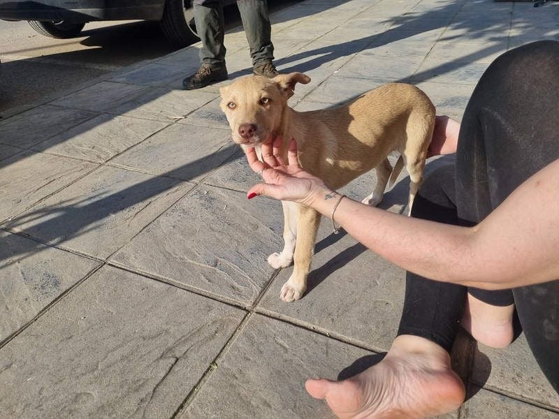 KONIK - kleiner Entdecker