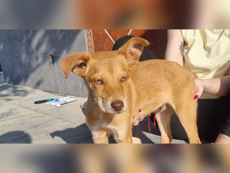 MORGAN – fröhlicher Wirbelwind mit großem Herzen