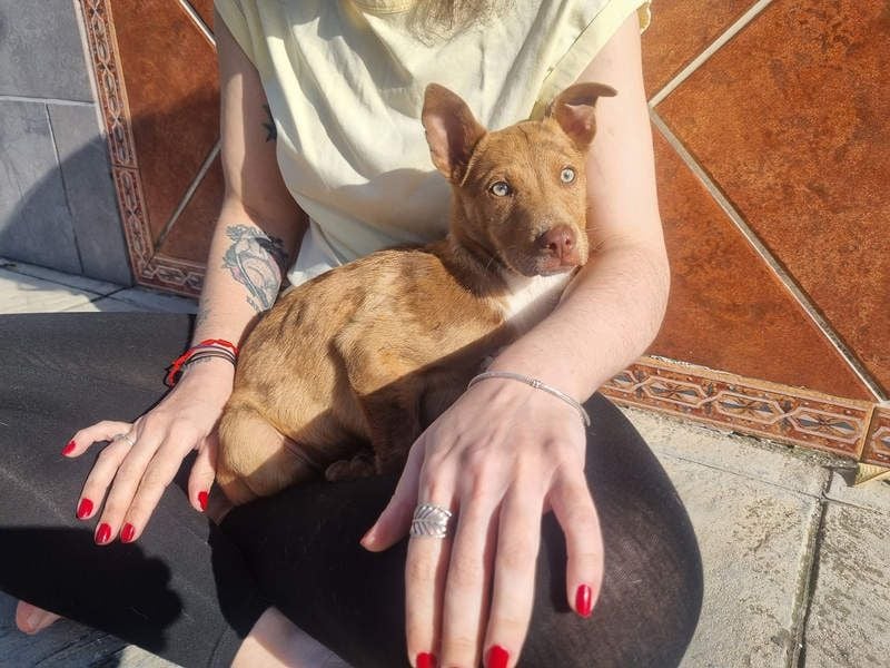 LIPPIZANNO - Kuschelfreund