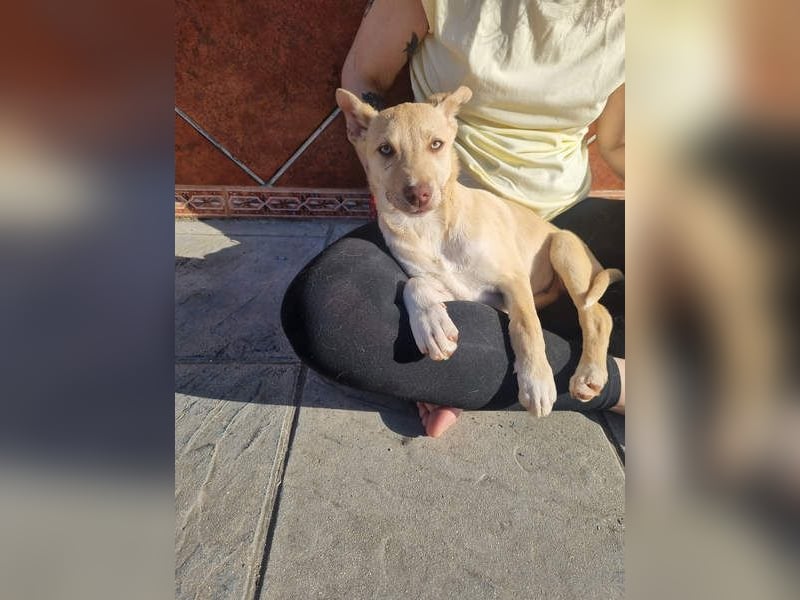 KONIK - kleiner Entdecker