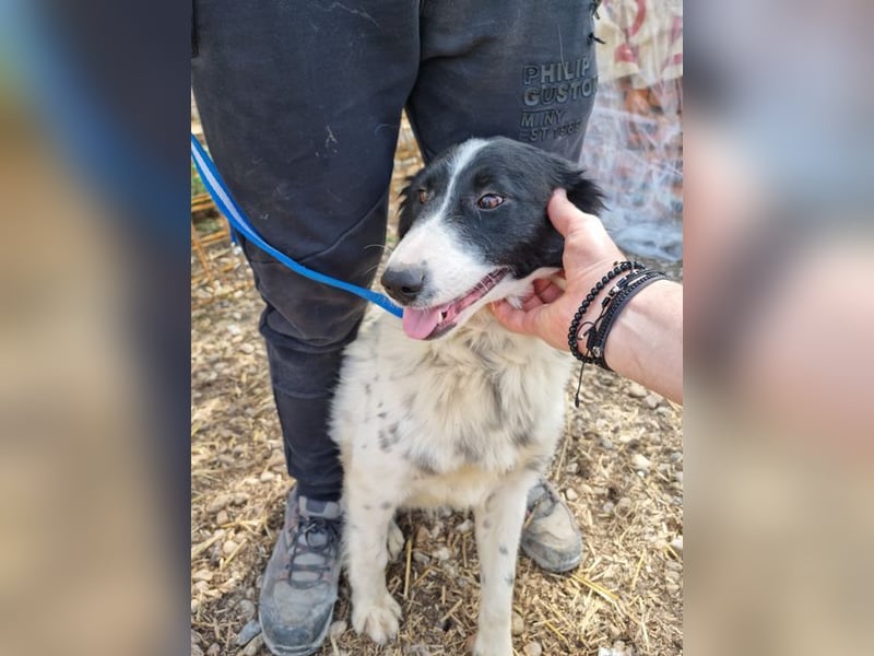 LOLY-fristet im traurigen Tierheimalltag und wünscht sich sehnlichst ein liebevolles Zuhause