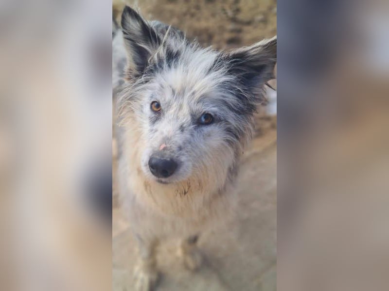 CORINA-freundlich, menschenbezogen, gelehrig, lernfreudig sucht liebevolles Für-immer-Zuhause