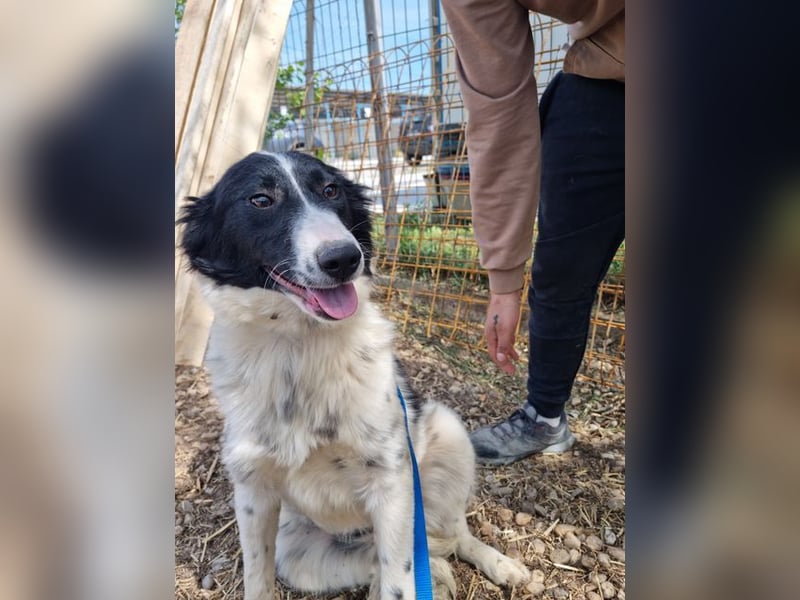 LOLY-fristet im traurigen Tierheimalltag und wünscht sich sehnlichst ein liebevolles Zuhause