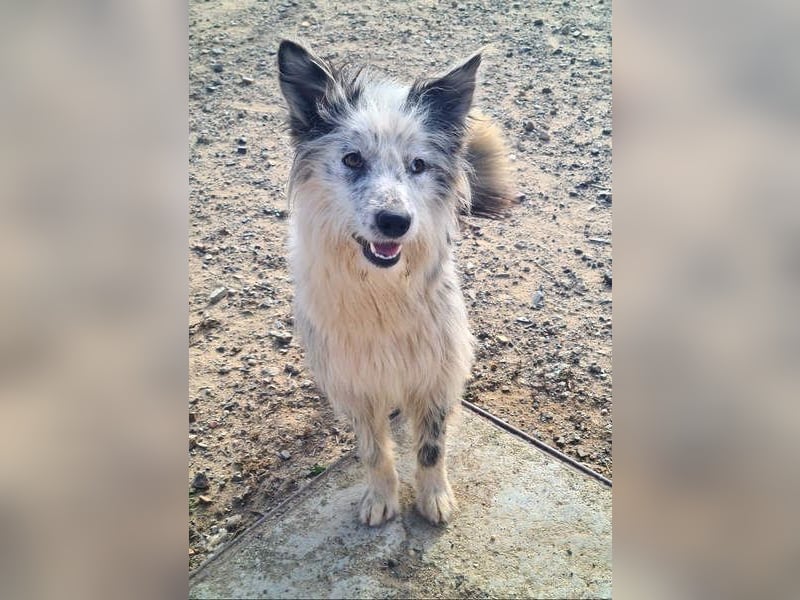 CORINA-freundlich, menschenbezogen, gelehrig, lernfreudig sucht liebevolles Für-immer-Zuhause