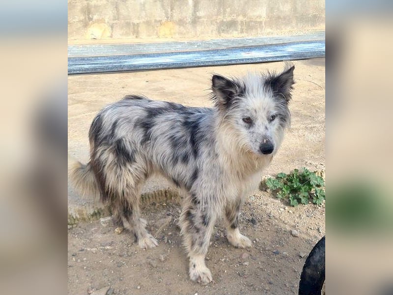 CORINA-freundlich, menschenbezogen, gelehrig, lernfreudig sucht liebevolles Für-immer-Zuhause