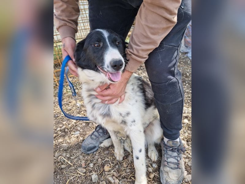LOLY-fristet im traurigen Tierheimalltag und wünscht sich sehnlichst ein liebevolles Zuhause