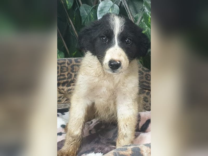 LOLY-fristet im traurigen Tierheimalltag und wünscht sich sehnlichst ein liebevolles Zuhause
