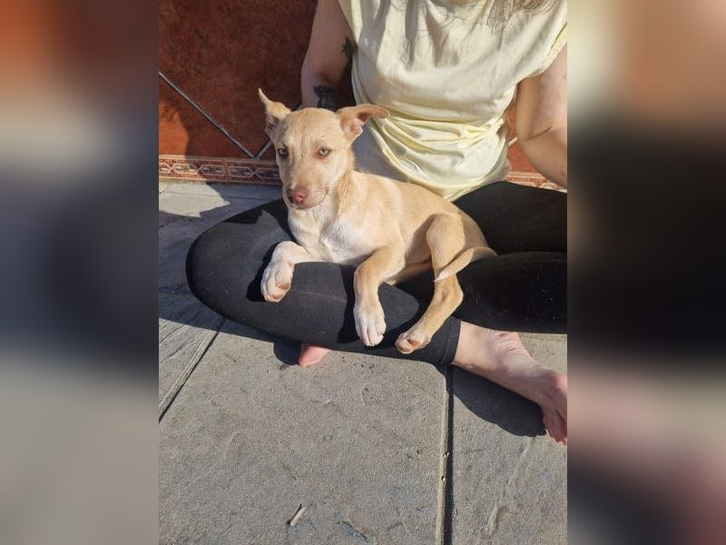 KONIK - kleiner Entdecker