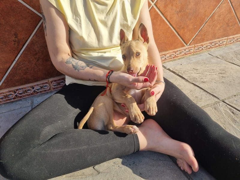 FRISóN - charmant, lebensfroh und neugierig