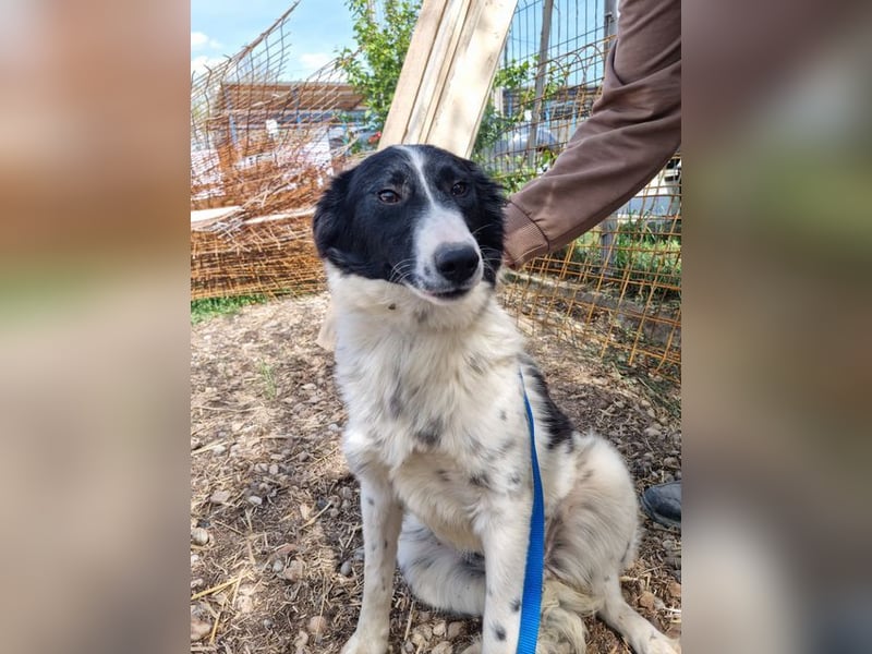 LOLY-fristet im traurigen Tierheimalltag und wünscht sich sehnlichst ein liebevolles Zuhause