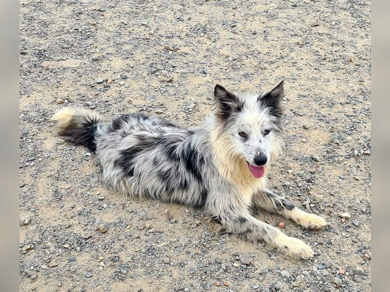 CORINA-freundlich, menschenbezogen, gelehrig, lernfreudig sucht liebevolles Für-immer-Zuhause