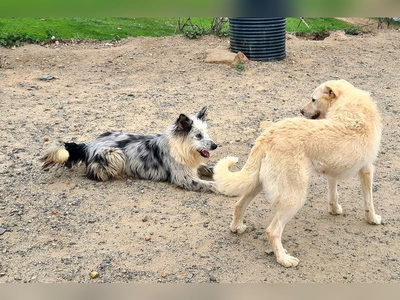 CORINA-freundlich, menschenbezogen, gelehrig, lernfreudig sucht liebevolles Für-immer-Zuhause