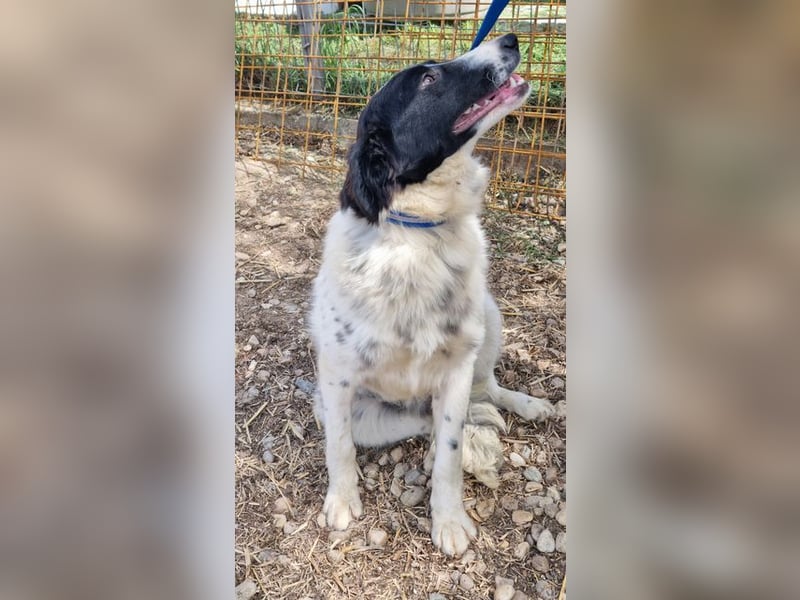LOLY-fristet im traurigen Tierheimalltag und wünscht sich sehnlichst ein liebevolles Zuhause
