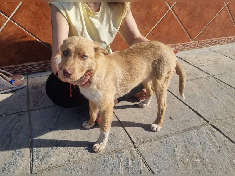 FALABELLA - typischer Jagdhund