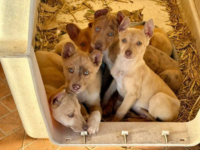 FALABELLA - typischer Jagdhund