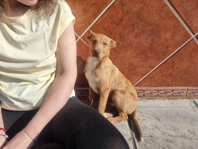 LIPPIZANNO - Kuschelfreund