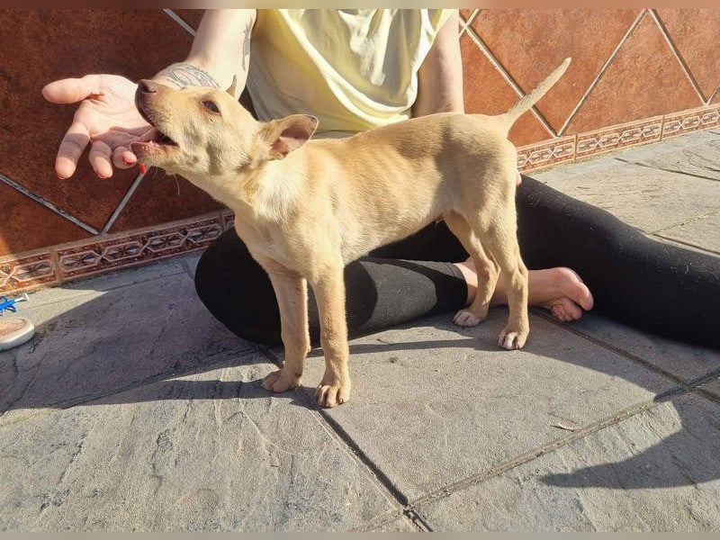 FRISóN - charmant, lebensfroh und neugierig