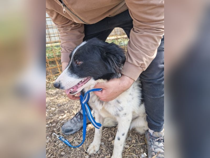 LOLY-fristet im traurigen Tierheimalltag und wünscht sich sehnlichst ein liebevolles Zuhause